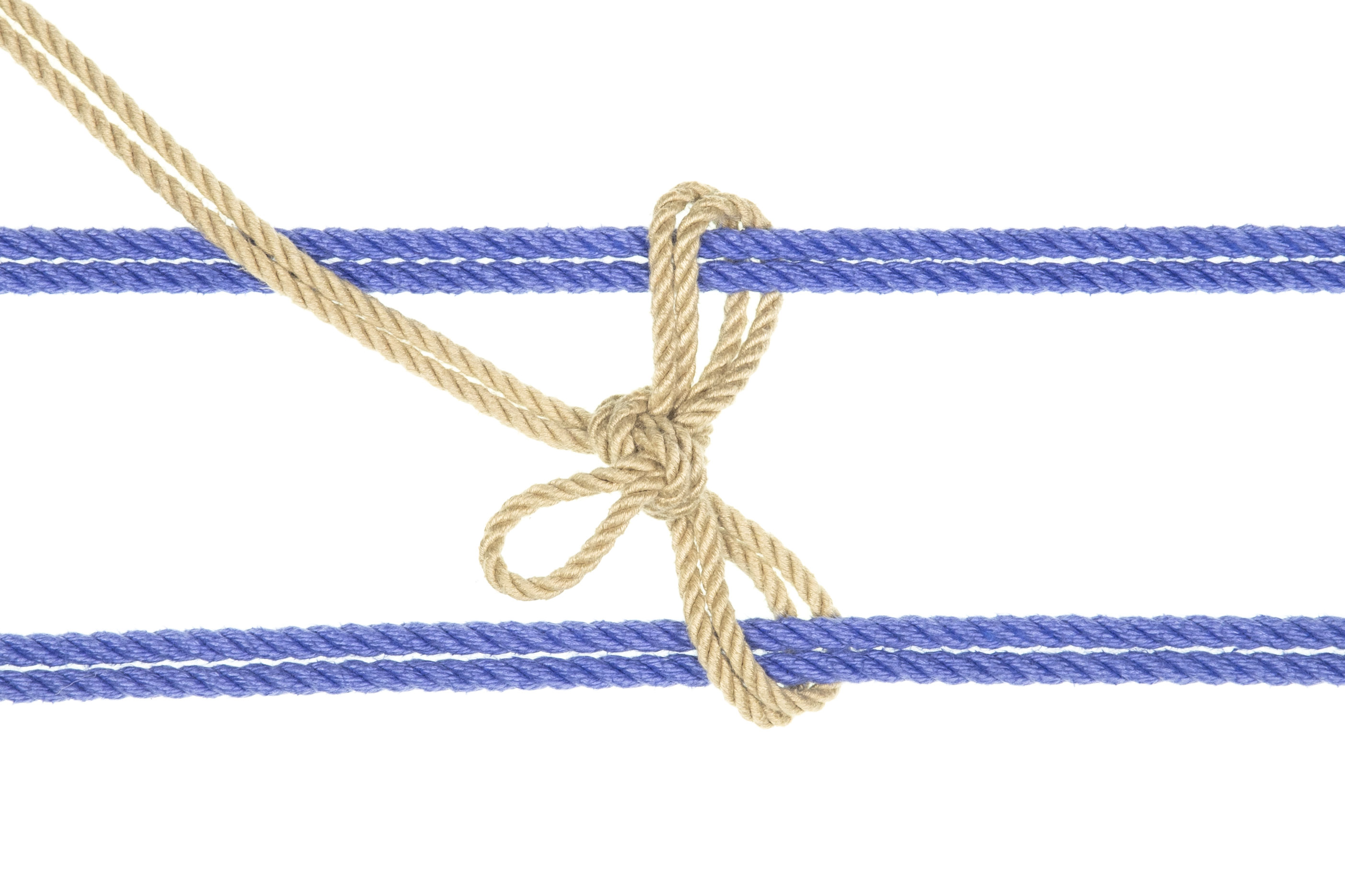 The tan rope has been tied into a Somerville bowline, with the standing part exiting to the upper left of the image. The knot is centered between the two blue ropes and two loops exit from it, one going around each of the blue ropes.